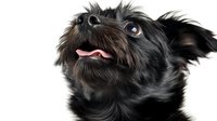 Black shaggy dog with tongue out looking up, isolated on white background for pet care, veterinary, and animal design projects.