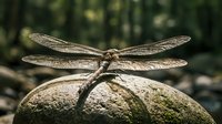 Dragonfly resting on stone surface with delicate transparent wings spread wide in natural forest environment for nature photography and wildlife concepts.