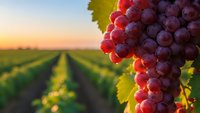 Ripe red grapes hanging on vine in vineyard at golden hour sunset with rows of grapevines in background for wine production and agricultural harvest concepts.