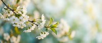Spring cherry blossom branch with delicate white flowers blooming on tree with soft bokeh background for seasonal nature photography and garden design.