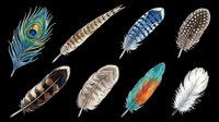 Collection of eight detailed bird feathers isolated on transparent background, ready for stickers, t-shirt design, print on demand, and sublimation projects.