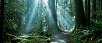 Ancient forest pathway with sunlight streaming through towering evergreen trees, moss-covered ground, and misty atmosphere. Suitable for nature, travel, and environmental design projects.