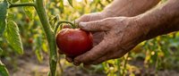 Senior farmer hands gently harvesting fresh ripe red tomato from vine in organic garden during golden hour sunlight for healthy eating and agriculture.