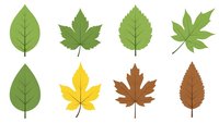 Collection of various tree leaves in green, yellow and brown colors isolated on white background for nature design projects.