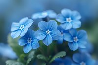 Delicate blue forget-me-not flowers in soft focus macro photography, perfect for romantic greeting cards, wedding invitations, and spring season designs.