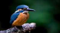 Common kingfisher perched on wooden branch against dark green background, displaying vibrant blue and orange plumage in sharp detail. Wildlife photography.