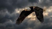 Majestic bald eagle soaring through dramatic cloudy sky with wings spread wide, showcasing wildlife and nature photography for editorial and design projects.