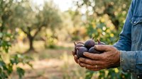 Farmer holding fresh figs in hands at harvest time in orchard. Agricultural produce, organic farming, and seasonal fruit picking for food industry and agriculture marketing.