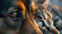 Close up portrait of German Shepherd dog eyes in golden sunset light showing intense amber and blue gaze, dramatic macro photography highlighting fur detail and expression.