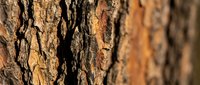 Close-up macro shot of natural tree bark texture with deep grooves and warm brown tones for organic backgrounds and nature-inspired designs.