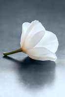Single white tulip flower lying on reflective surface with soft gray background, delicate petals creating elegant minimalist composition. Suitable for wedding designs.