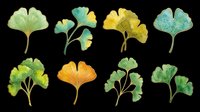 Set of watercolor ginkgo leaves in green, yellow, and teal tones, isolated on transparent background. Great for stickers, t-shirt design, clipart, and print on demand.