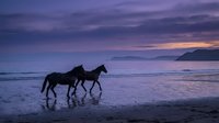 Two horses walking along ocean shore during purple twilight sunset with dramatic sky and mountain silhouettes creating peaceful coastal scene.