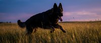 German Shepherd dog running through golden wheat field at sunset with dramatic purple sky. Active pet exercise in rural countryside landscape.
