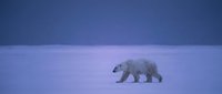 Majestic polar bear walking across frozen Arctic landscape during twilight hours with deep blue sky creating serene winter wilderness scene for nature photography.