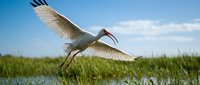 White ibis bird flying over wetland marsh with wings spread against blue sky and green grass background in natural wildlife habitat.