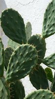 Close-up of prickly pear cactus with flat green paddles and golden spines against white wall background. Suitable for botanical, nature, and desert plant design projects.