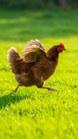 Brown hen walking on green grass in sunny farmyard with natural bokeh background for organic farming and poultry concepts.