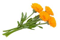 Fresh orange calendula flowers with green stems and leaves isolated on white background, natural herbal medicine and aromatherapy concept.