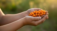 Child's hands holding fresh orange berries outdoors in natural sunlight, ideal for agriculture, harvest, and organic farming concepts.