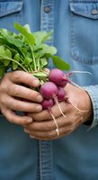 Farmer holding fresh purple radishes with green leaves and roots, wearing denim shirt. Suitable for agriculture, organic farming, and gardening content.