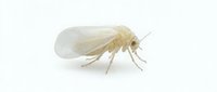 Pale termite worker insect specimen isolated on white background, suitable for educational materials, pest control documentation, and entomology research.