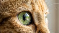 Close-up of a tabby cat's face featuring striking green eyes with detailed fur texture and whiskers, suitable for pet, animal, and feline-related design projects.