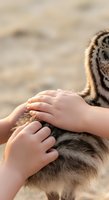Child's hands gently touching meerkat fur in natural outdoor setting. Interaction captures wildlife education and animal connection moments for family content and nature experiences.