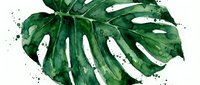 Watercolor monstera leaf with paint splatters on white background. Tropical botanical illustration for home decor and nature-themed designs.