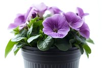 Purple pansy flowers blooming in black plastic pot with green foliage, close up view against white background, fresh spring garden plant.