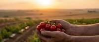 Farmer hands holding fresh red grapes at sunset in vineyard with golden light creating warm agricultural harvest scene for wine production and farming.