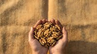 Hands holding walnuts against textured beige fabric background with natural sunlight. Suitable for food, nutrition, health, and agriculture marketing materials.
