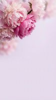 Soft pink peony flowers with delicate ruffled petals on pastel background for romantic wedding invitations, greeting cards and feminine design projects.