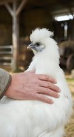 White silkie chicken held by farmer's hand in barn setting, showcasing poultry care and agricultural animal husbandry practices.