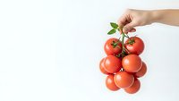 Fresh ripe tomatoes on vine held by hand against clean white background for healthy cooking and organic food concepts.