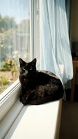 Tortoiseshell cat sitting on windowsill with white curtains and natural sunlight streaming through window creating peaceful domestic scene for pet lifestyle content.