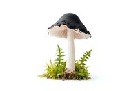 Elegant black and white mushroom with dark cap and slender stem surrounded by fresh green ferns on pure white background, isolated botanical illustration.