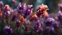 Lavender flowers blooming in garden with purple petals and green stems in soft natural light creating peaceful aromatherapy and botanical atmosphere.