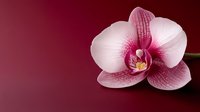 Elegant pink and white orchid bloom against deep burgundy background, showcasing delicate veined petals and vibrant yellow center.