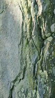 Weathered rock surface with natural green moss and lichen growth showing detailed texture and organic patterns for geology and nature backgrounds.