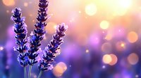 Purple lavender flowers against blurred golden sunset background with bokeh lights creating dreamy atmosphere, macro nature photography for wellness and spa designs.