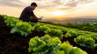 Young male farmer using tablet technology in organic lettuce field during golden hour sunset for precision agriculture and crop monitoring.
