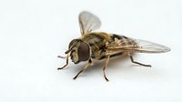 Robber fly with striped abdomen and transparent wings isolated on white background, suitable for educational materials, entomology resources, and nature design projects.