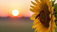 Sunflower with bee at golden hour sunset in field with warm orange sky and soft bokeh background for nature and agriculture themes.
