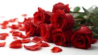 Romantic bouquet of fresh red roses with scattered petals on white background, perfect for Valentine's Day, anniversaries, or expressing love.