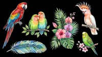 Colorful tropical parrots clipart set with macaw, lovebirds, budgie, cockatoo, exotic flowers, and feather, isolated on transparent background for stickers, sublimation, t-shirt design.
