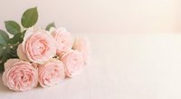 Soft pink roses bouquet with green leaves on light background for romantic occasions, weddings, valentines day greeting cards and floral arrangements.
