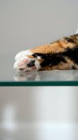 Calico cat paw with extended claws resting on glass surface, showing pink paw pads and fur detail for pet care, veterinary, and animal behavior content.