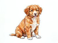 Golden retriever puppy with white chest markings sitting against white background, isolated and ready for design use on apparel, stickers, and marketing materials.