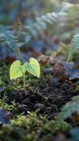 Young green seedling emerging from dark soil in natural forest environment with ferns and moss creating peaceful growth and renewal concept.